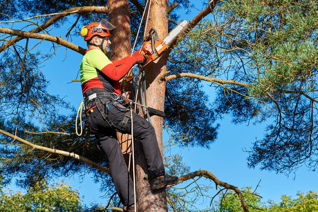 Tree Removal Blue Mountains