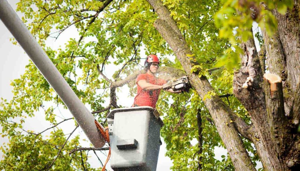 Best Tree Removal Services