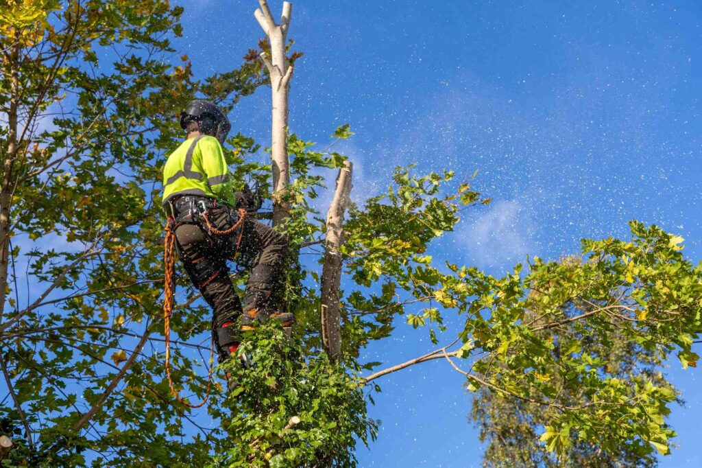 Best Tree Removal Services