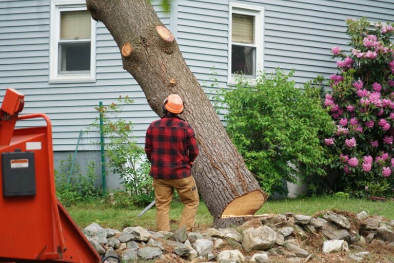 Tree Removal Blue Mountains